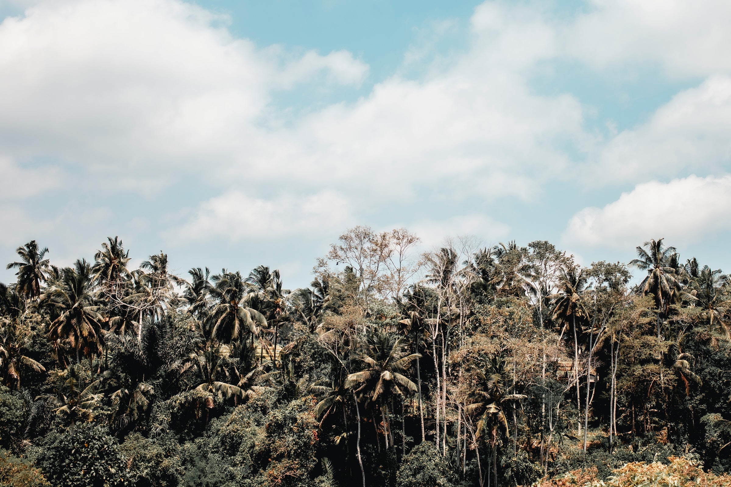 BALI