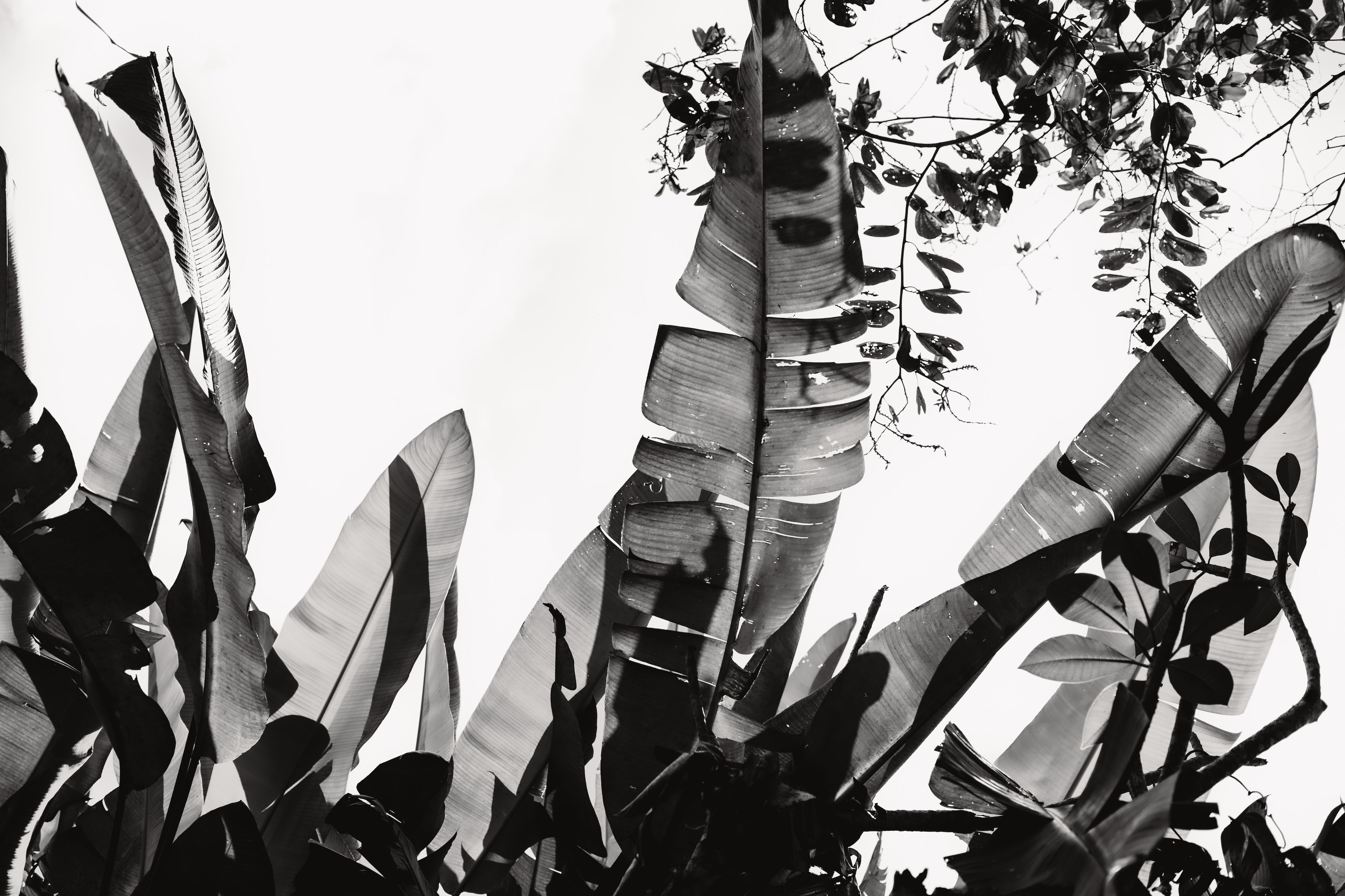 BLACK & WHITE