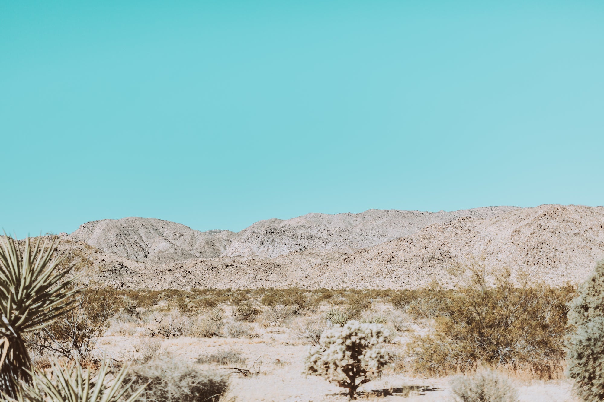 JOSHUA TREE