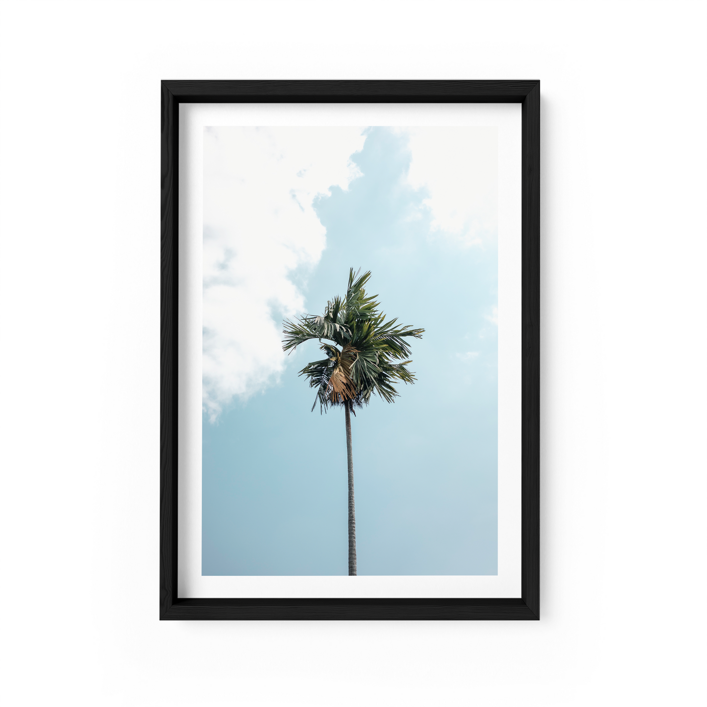 Campuhan Palm