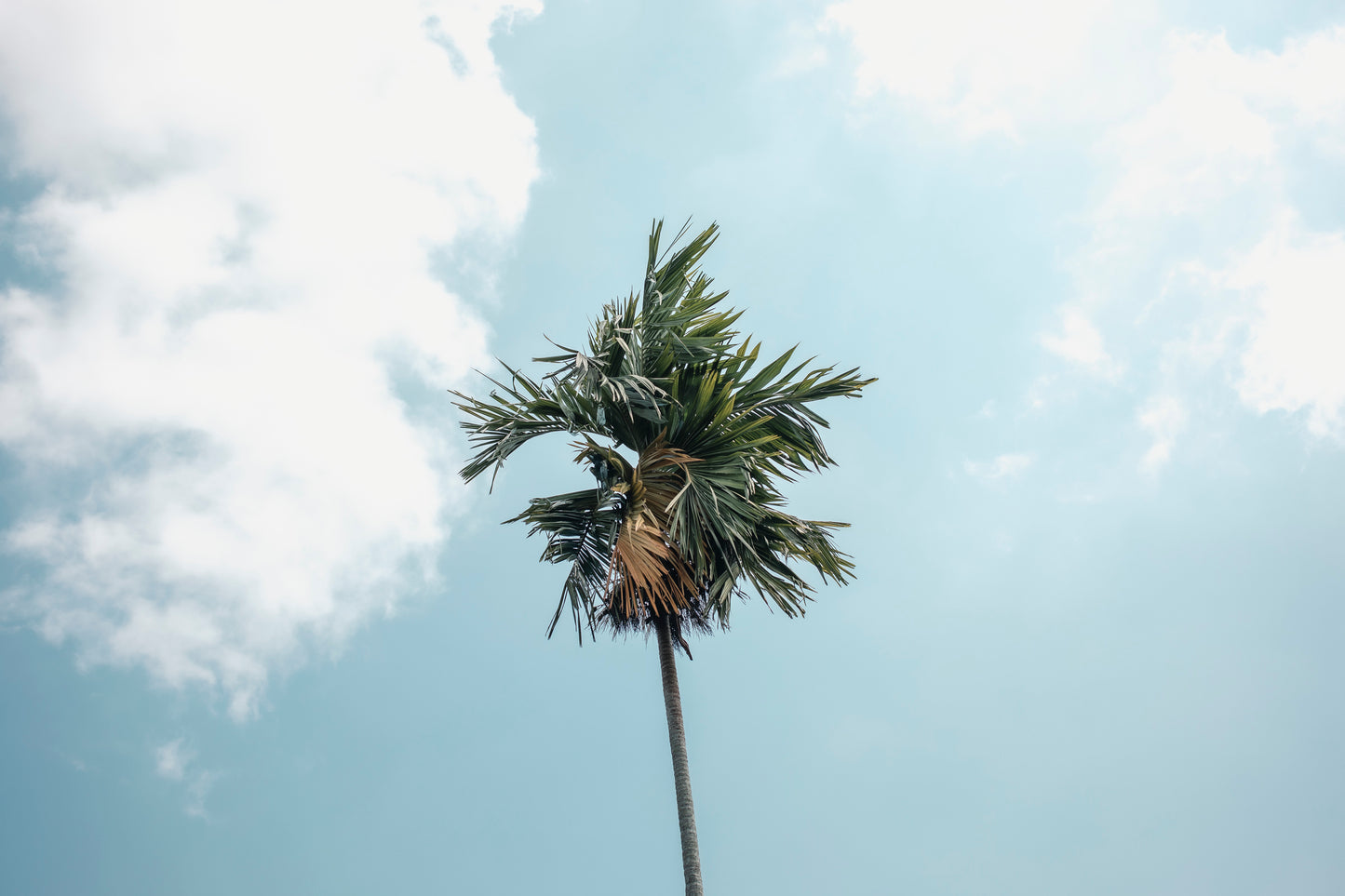 Campuhan Palm Landscape
