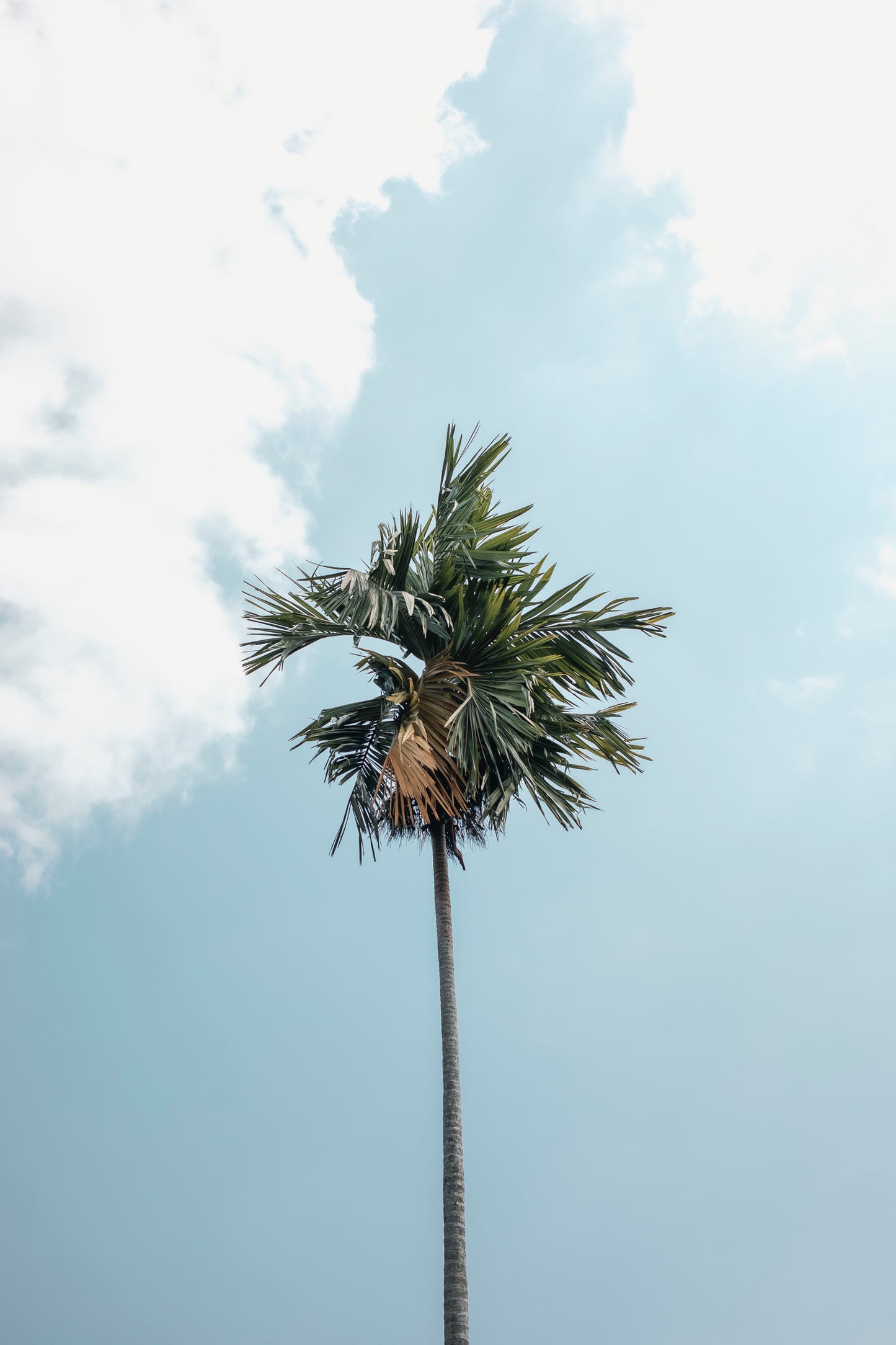 Campuhan Palm