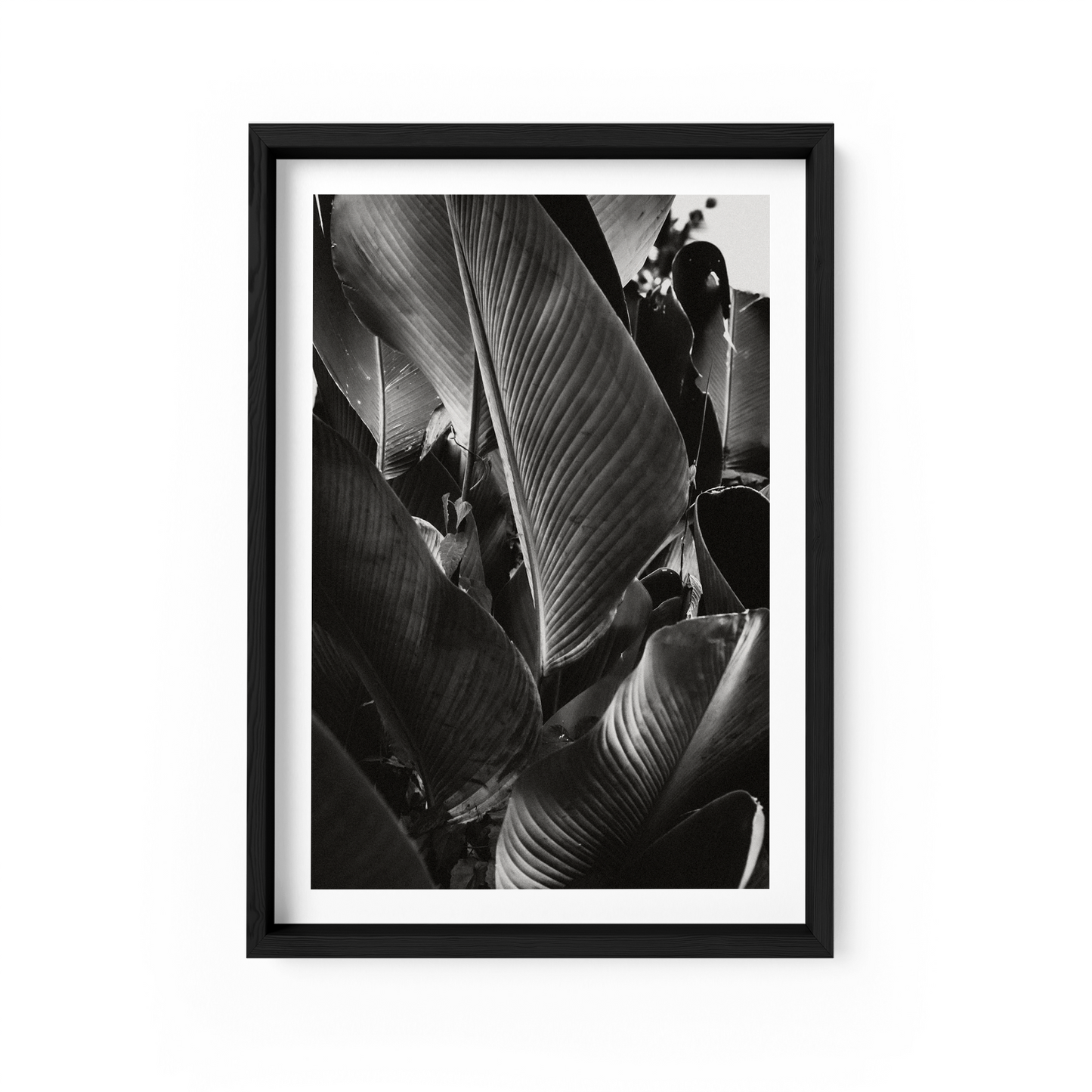 Lutea Cigar Monochrome