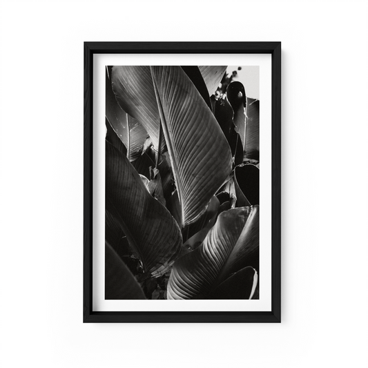 Lutea Cigar Monochrome