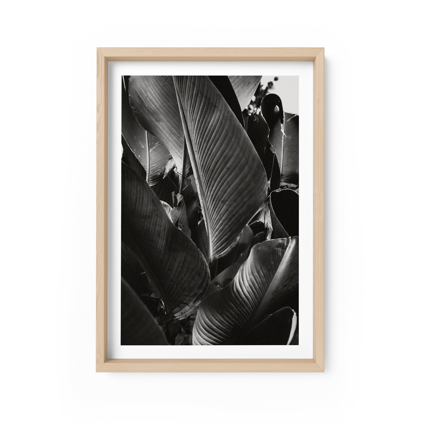 Lutea Cigar Monochrome