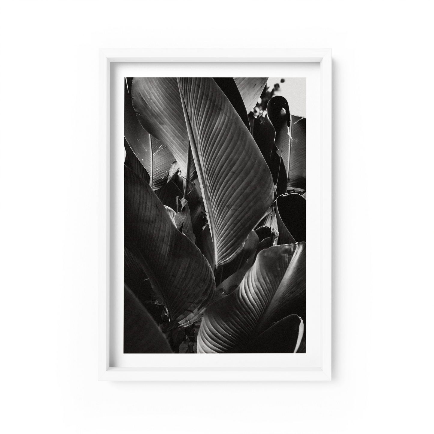 Lutea Cigar Monochrome