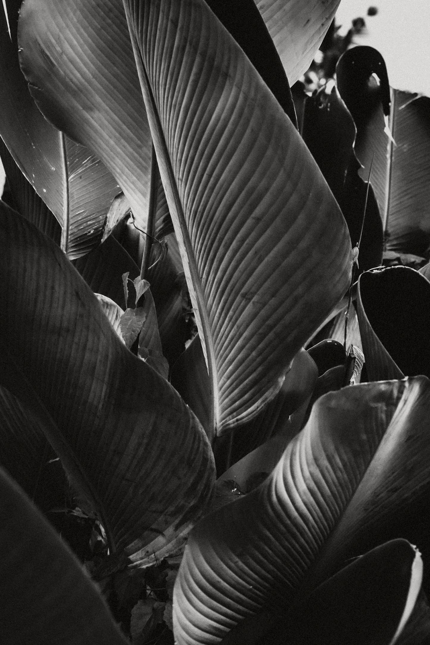 Lutea Cigar Monochrome