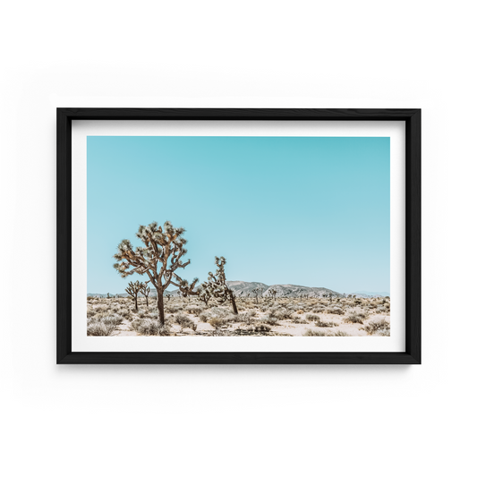 Joshua Tree