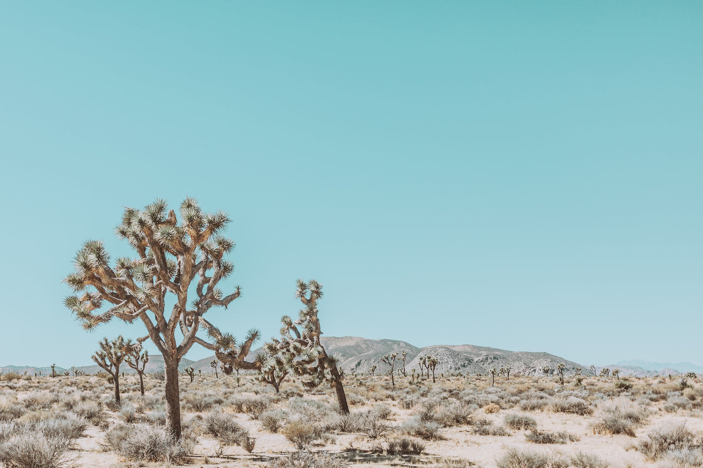 Joshua Tree