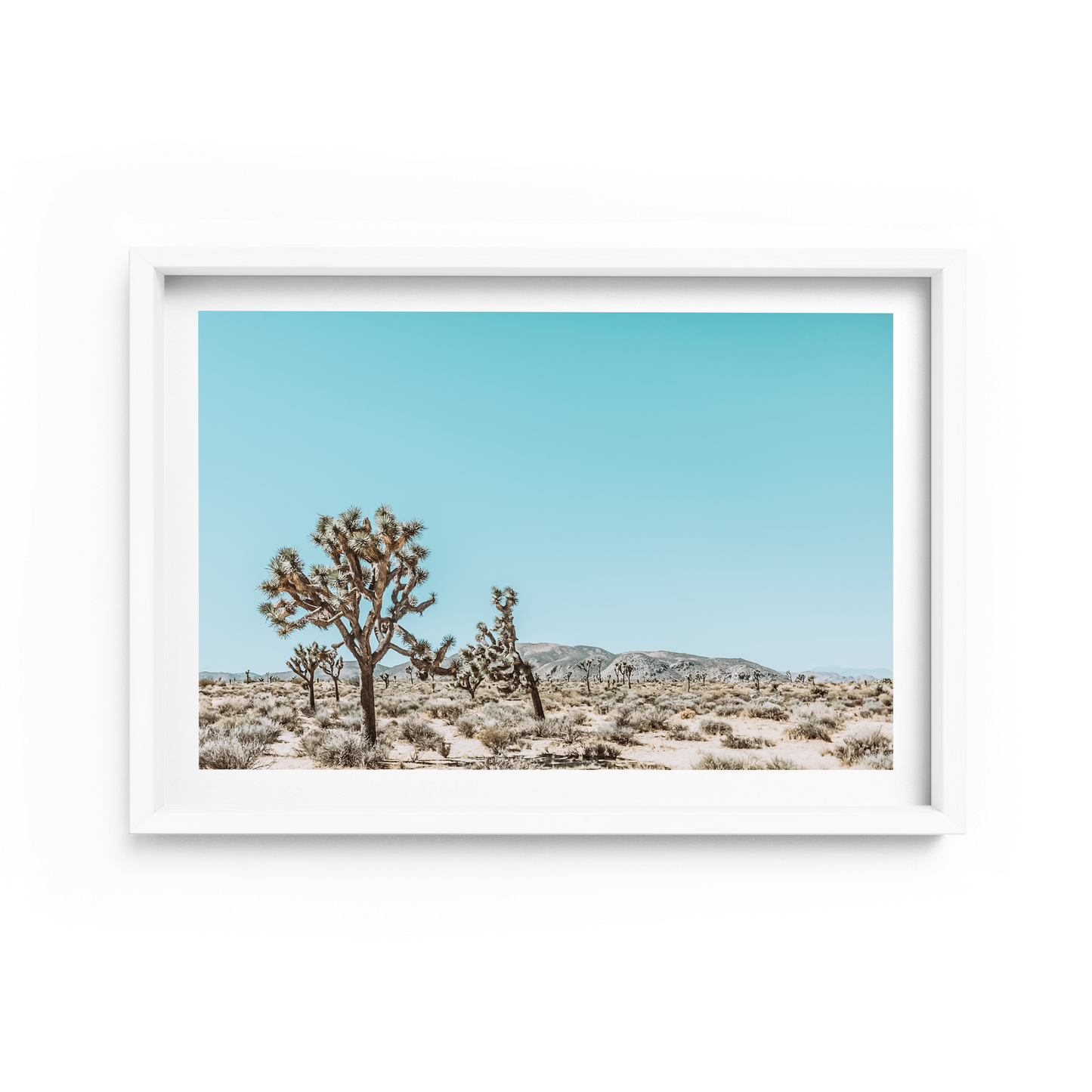 Joshua Tree