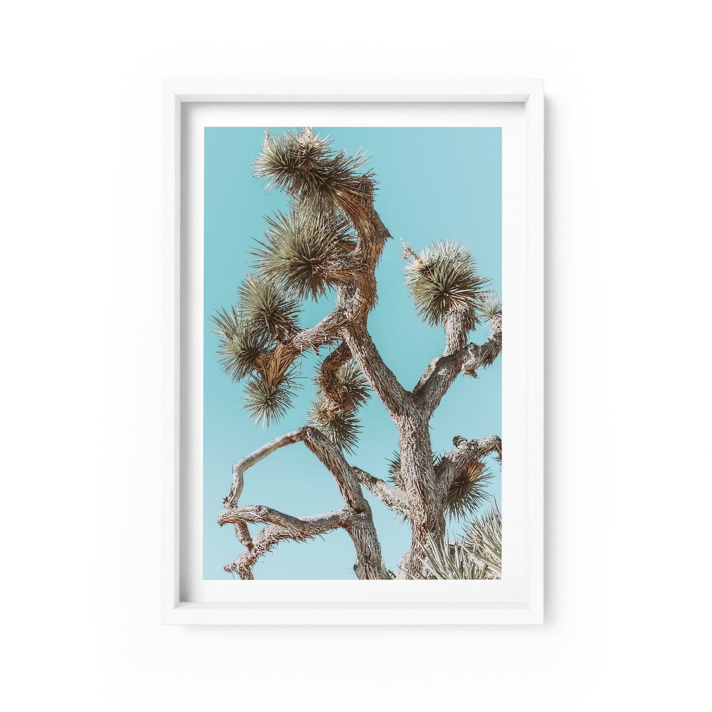 Prickly Little Bush