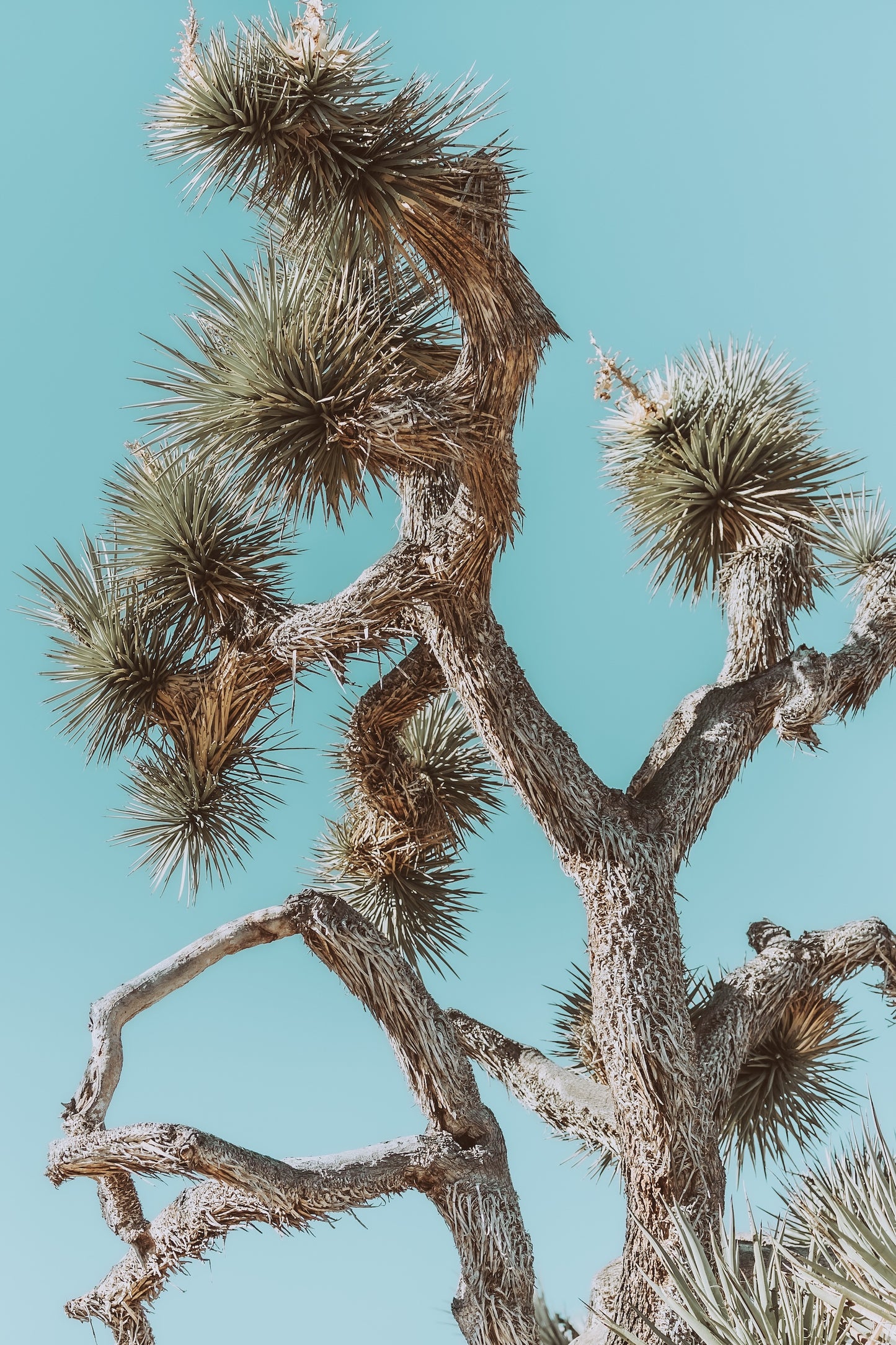 Prickly Little Bush