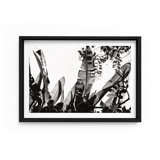 Shadow Play Landscape