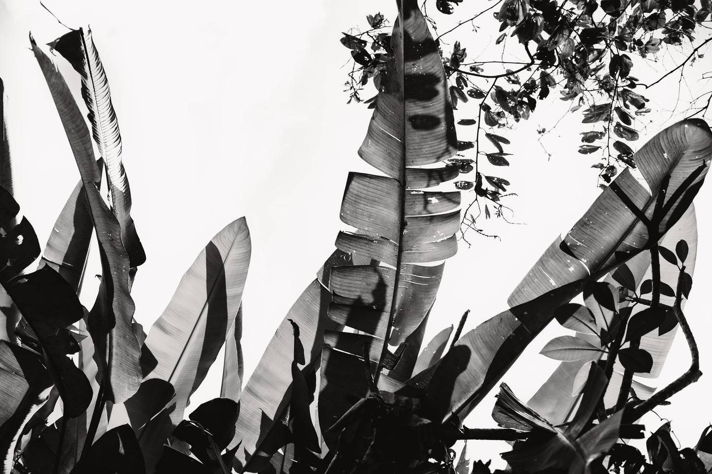 Shadow Play Landscape