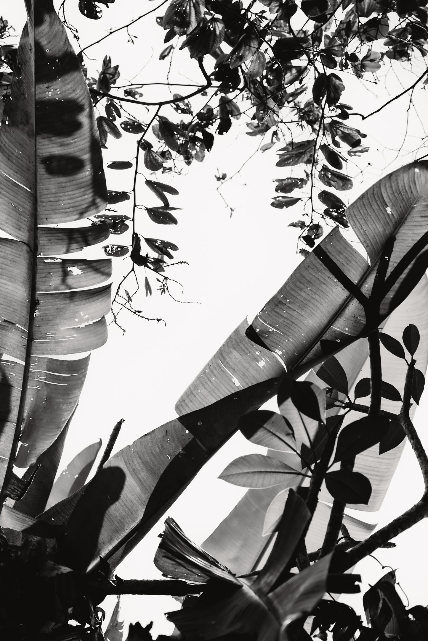 Shadow Play