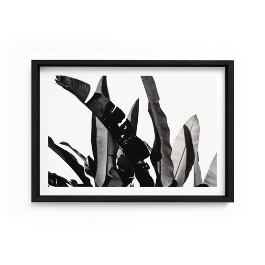 Silhouette Landscape