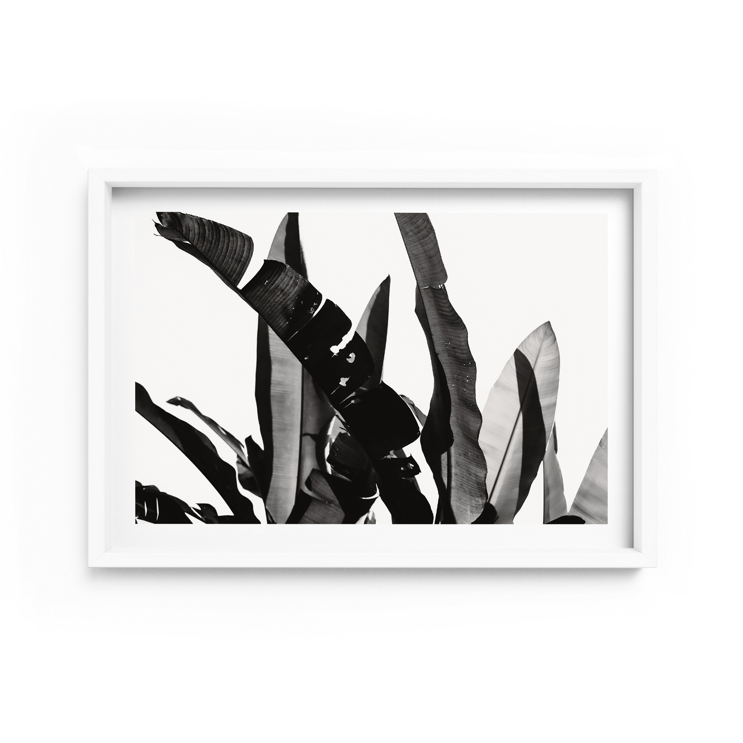 Silhouette Landscape