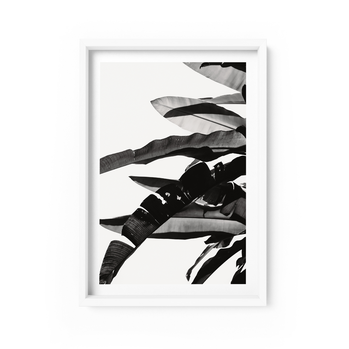 Silhouette