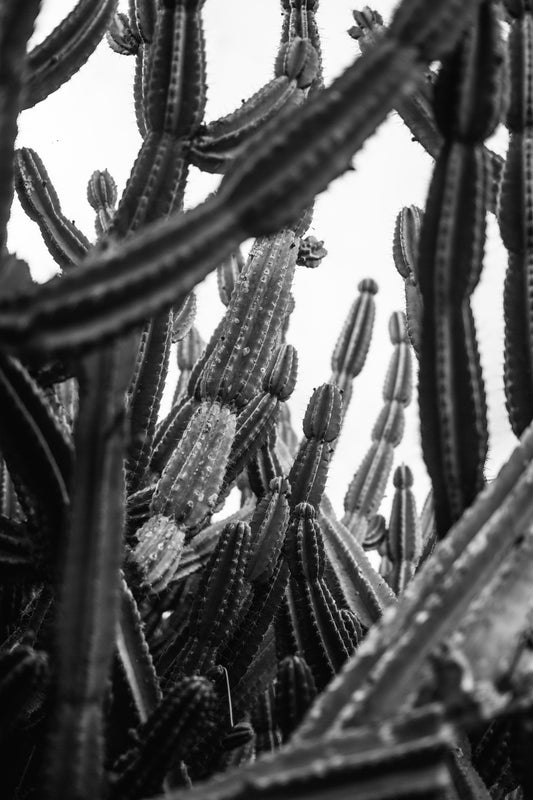 Jamacaru Monochrome